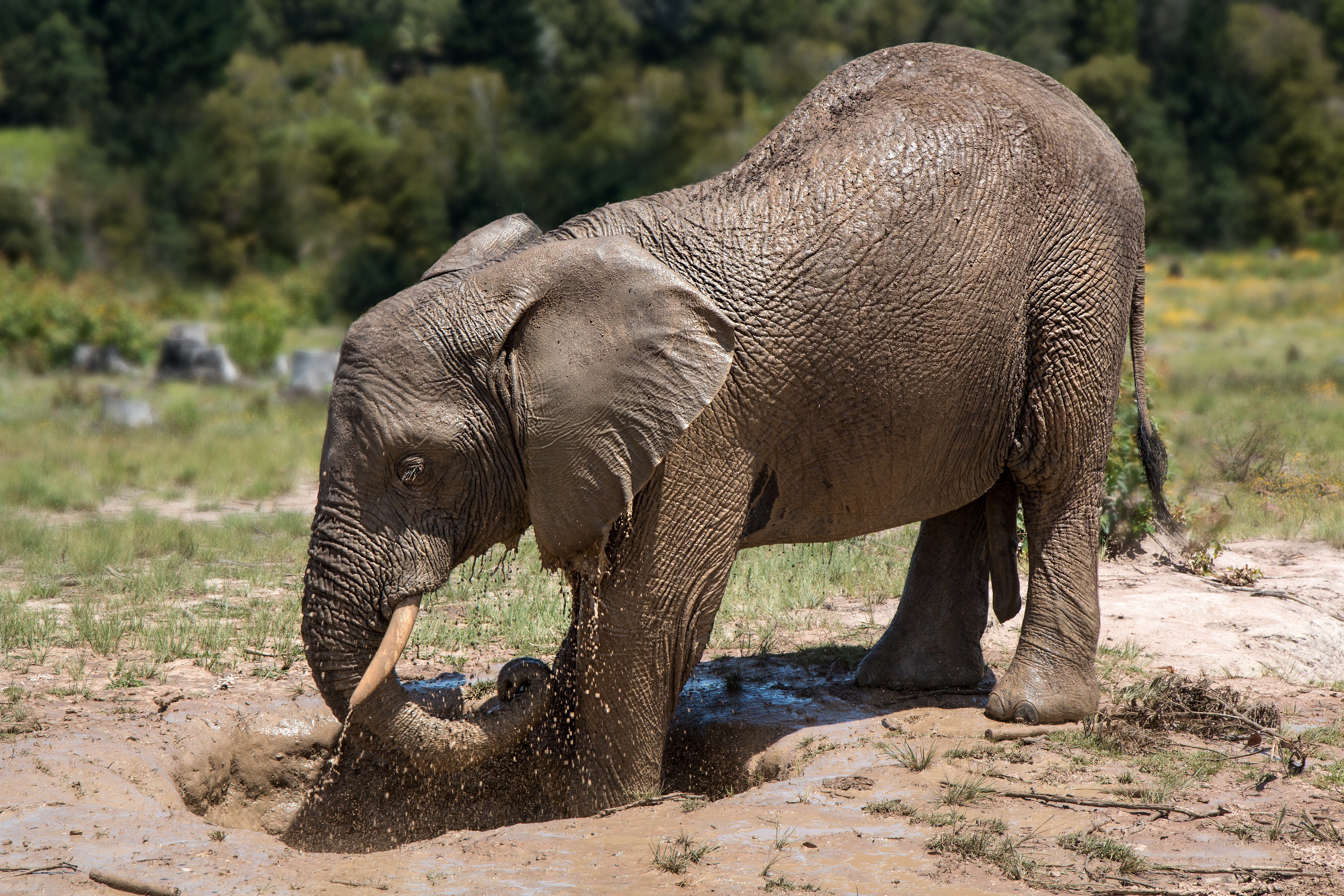 The elephant is taking a mud bath