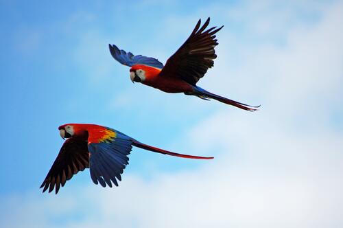 Two Ara parrots against the sky
