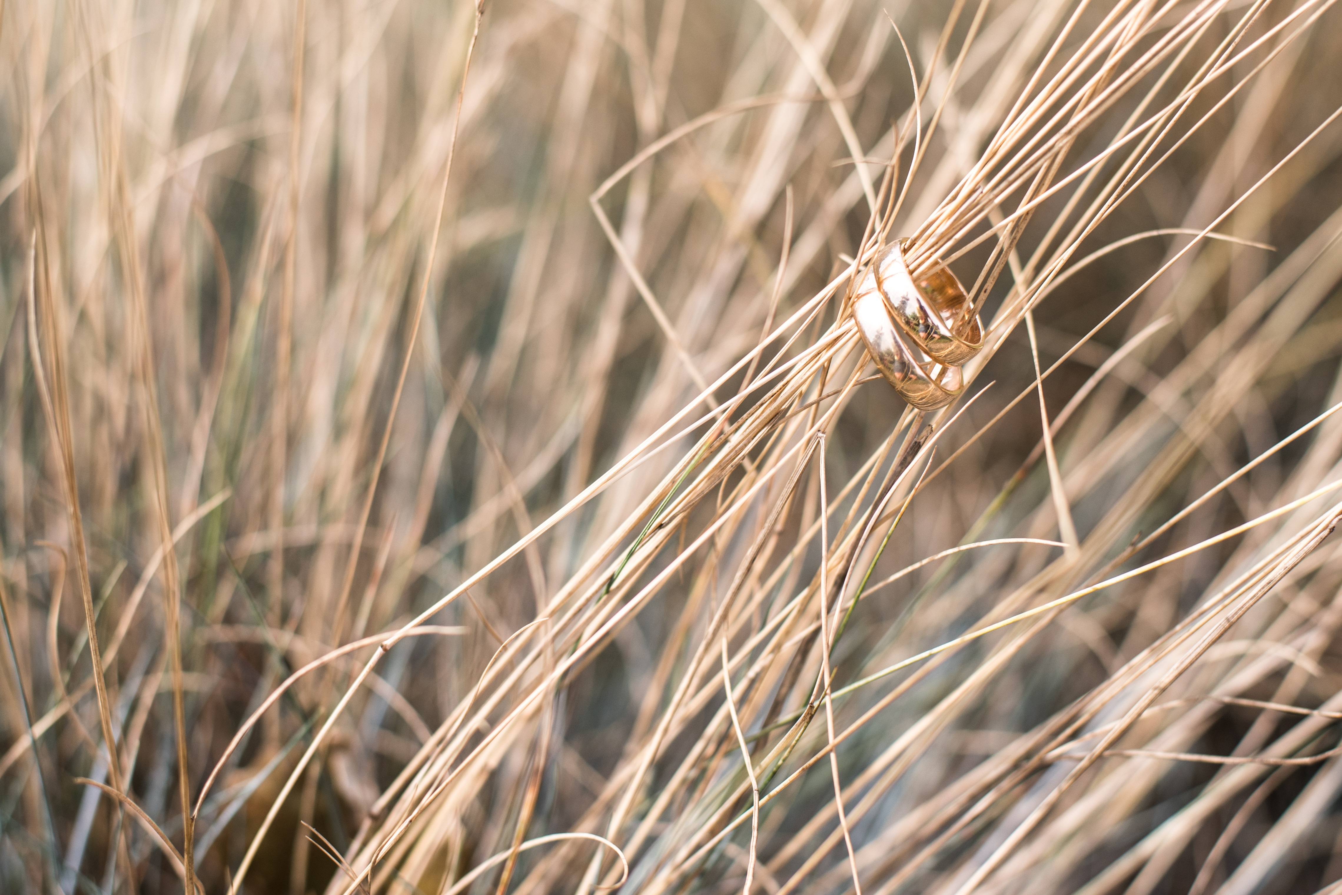 两个结婚戒指戴在麦穗上。