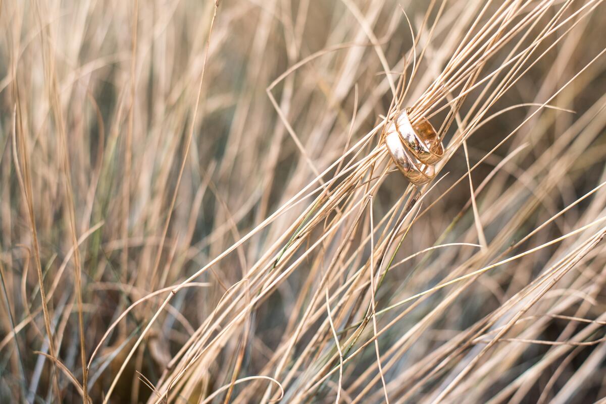 Two wedding rings put on spikelets of wheat.
