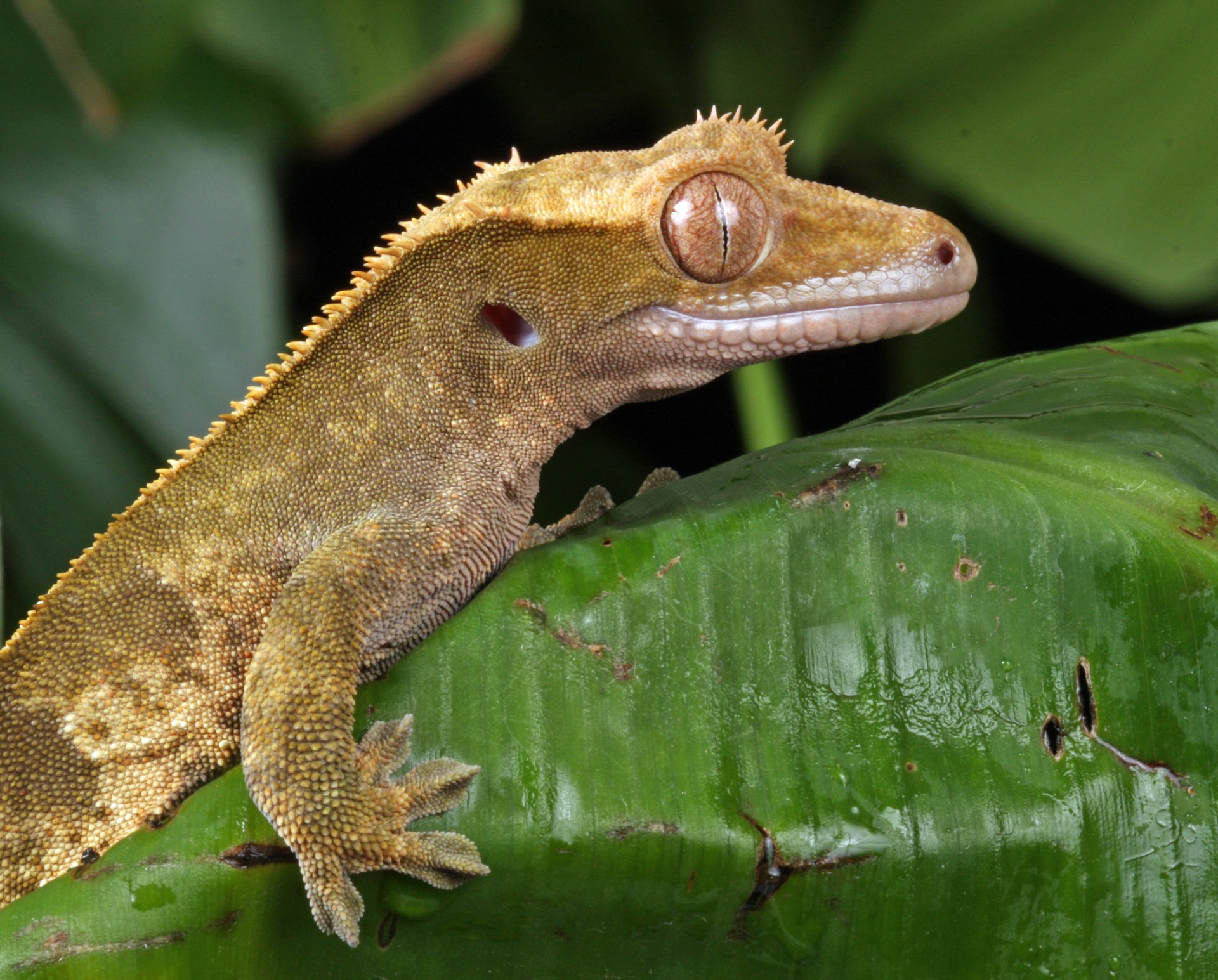 Free photo Close-up of a gecko lizard