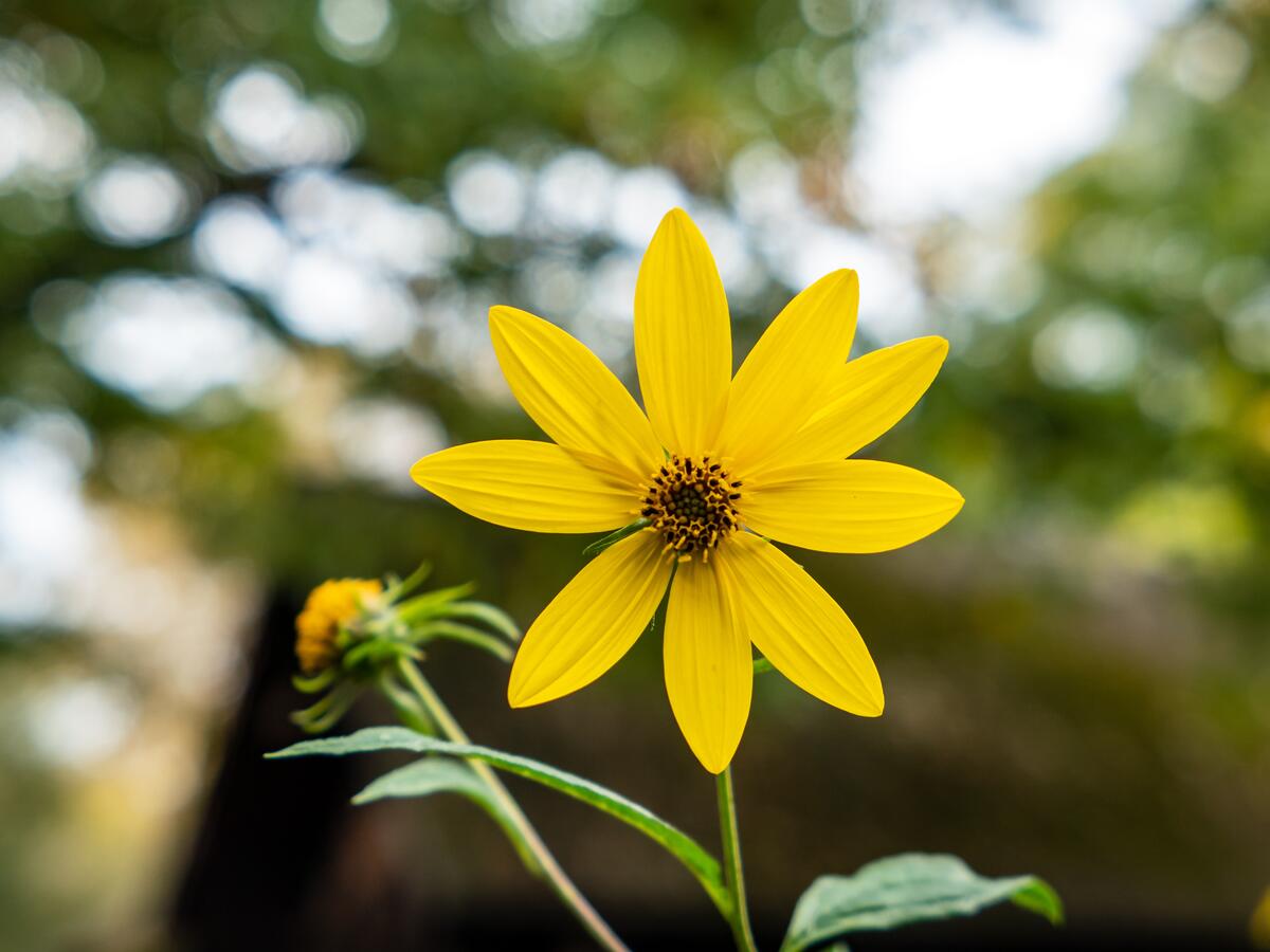 Natural yellow flower in the Summer Garden