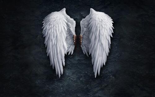 Белые крылья ангела