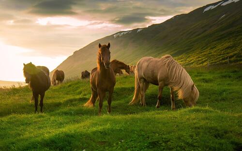 Лошади пасутся на утреннем зеленом лугу
