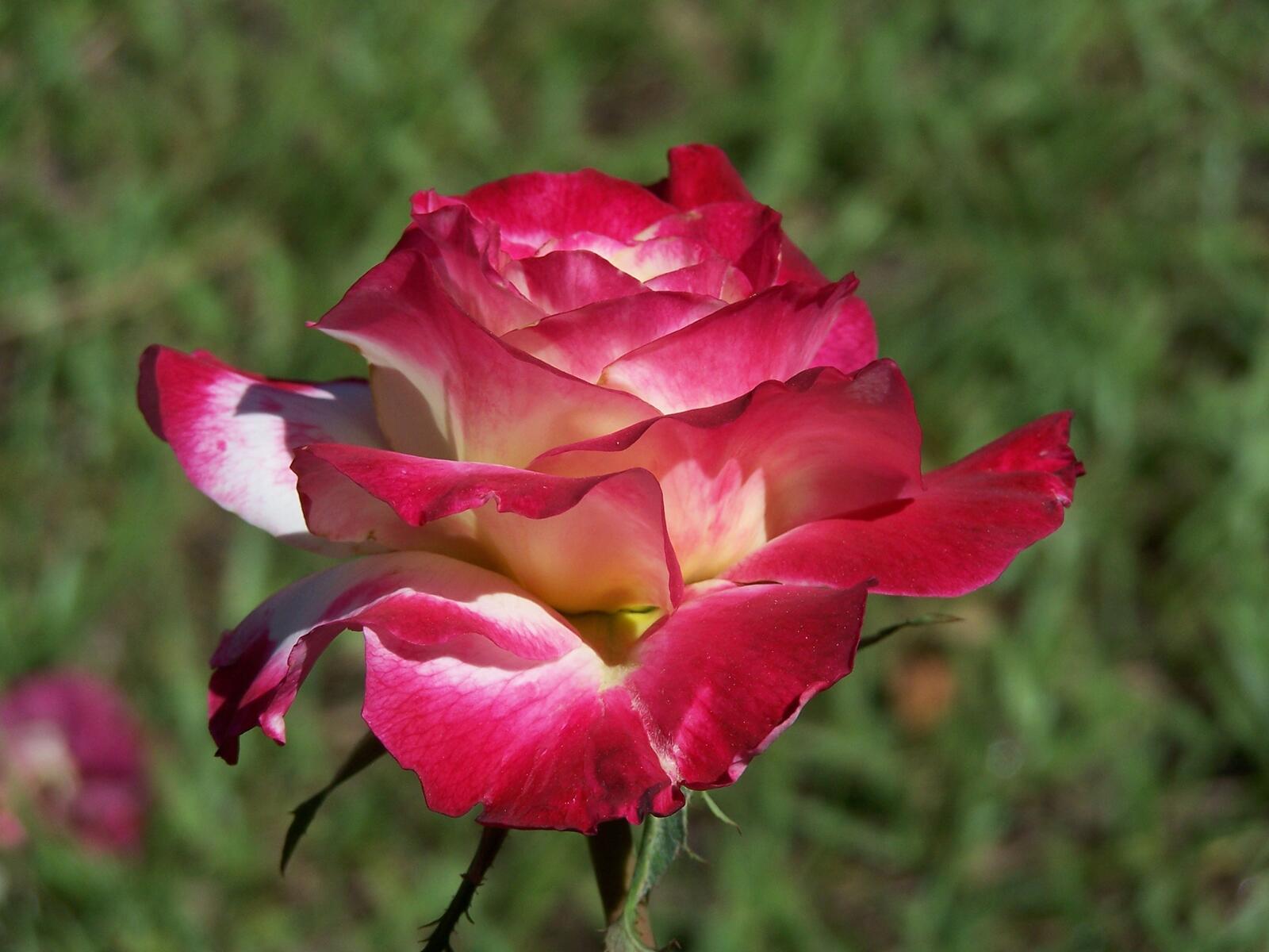 Бесплатное фото Красно-белая роза
