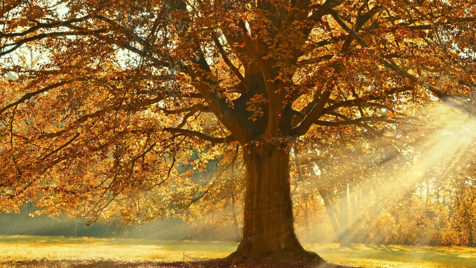 Бесплатное фото Утренние солнечные лучи освещают осеннее лиственное дерево в парке