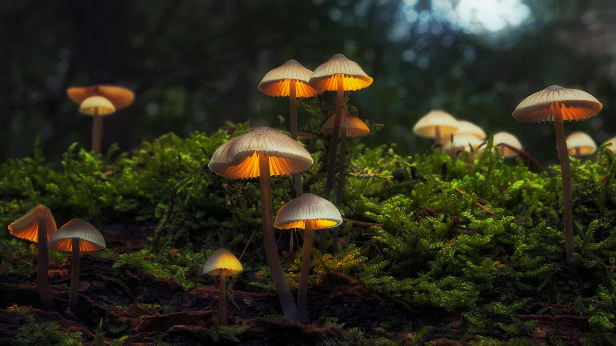 Fantastic mushrooms