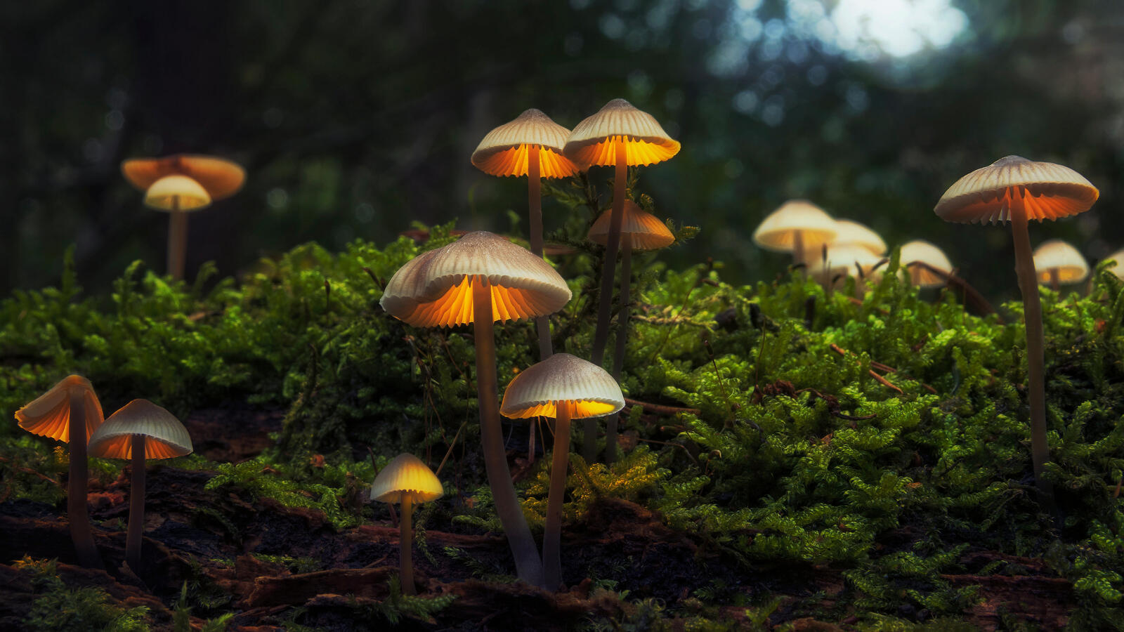 Free photo Fantastic mushrooms