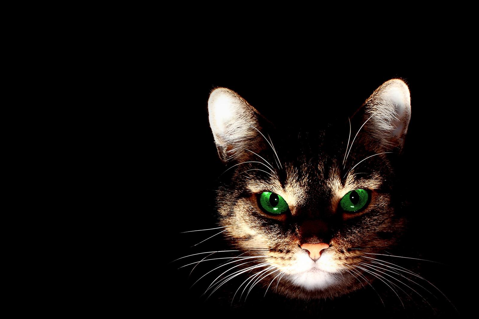 免费照片黑暗中的绿眼猫