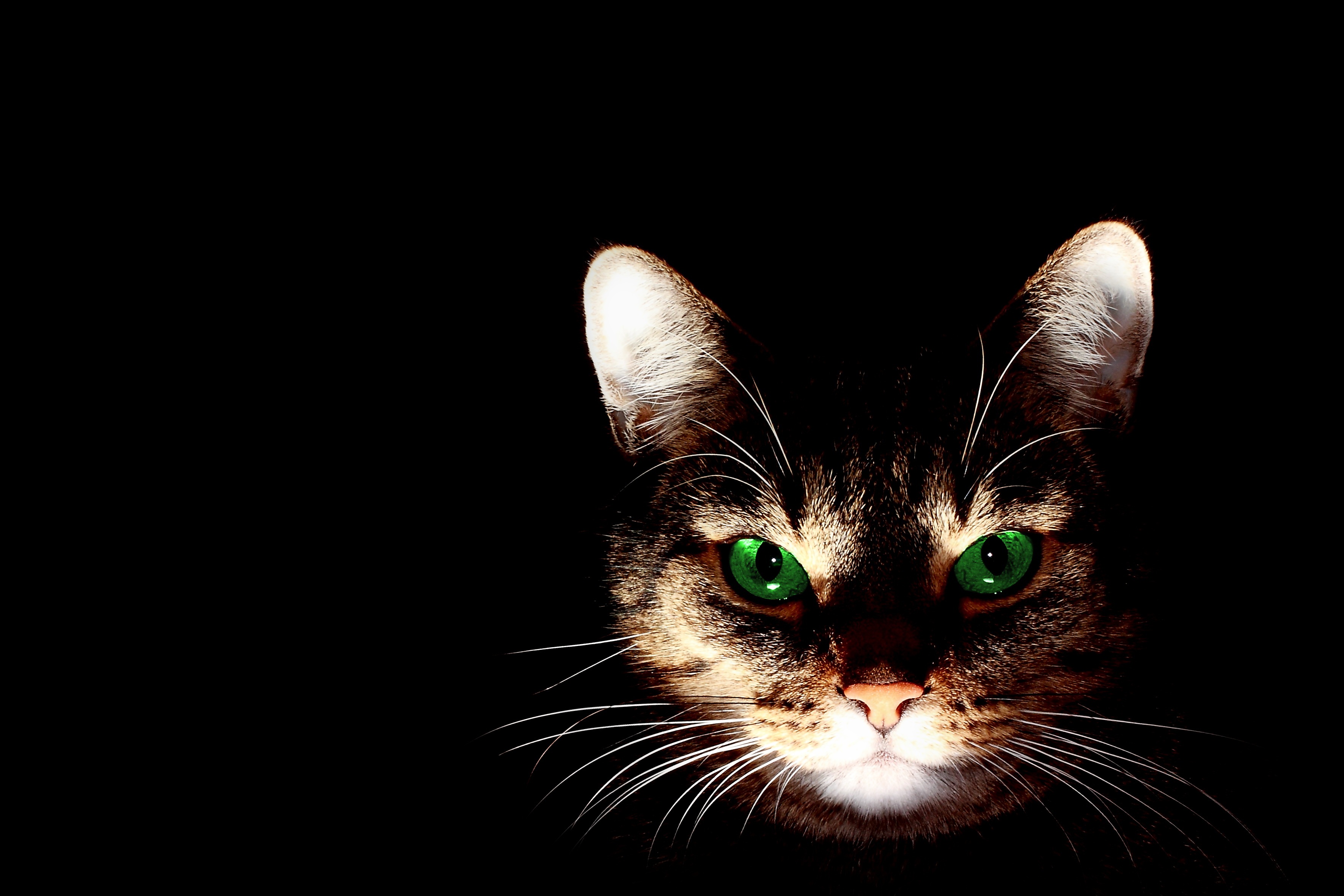 Бесплатное фото Зеленоглазый кот темноте