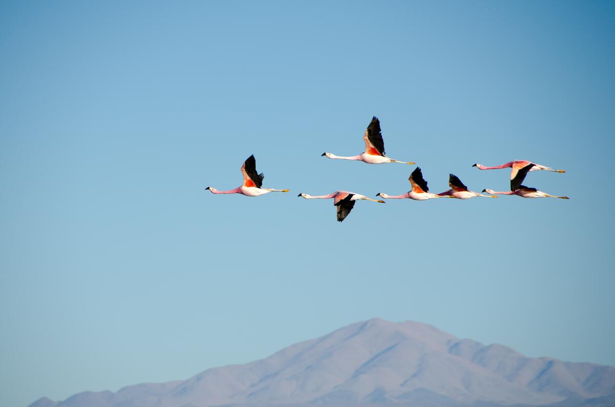 A flock of flying pink flamingos