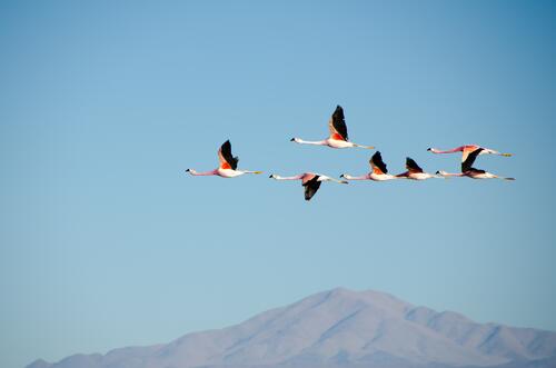 A flock of flying pink flamingos
