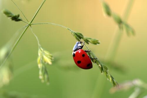 A ladybug crawls on a blade of grass.