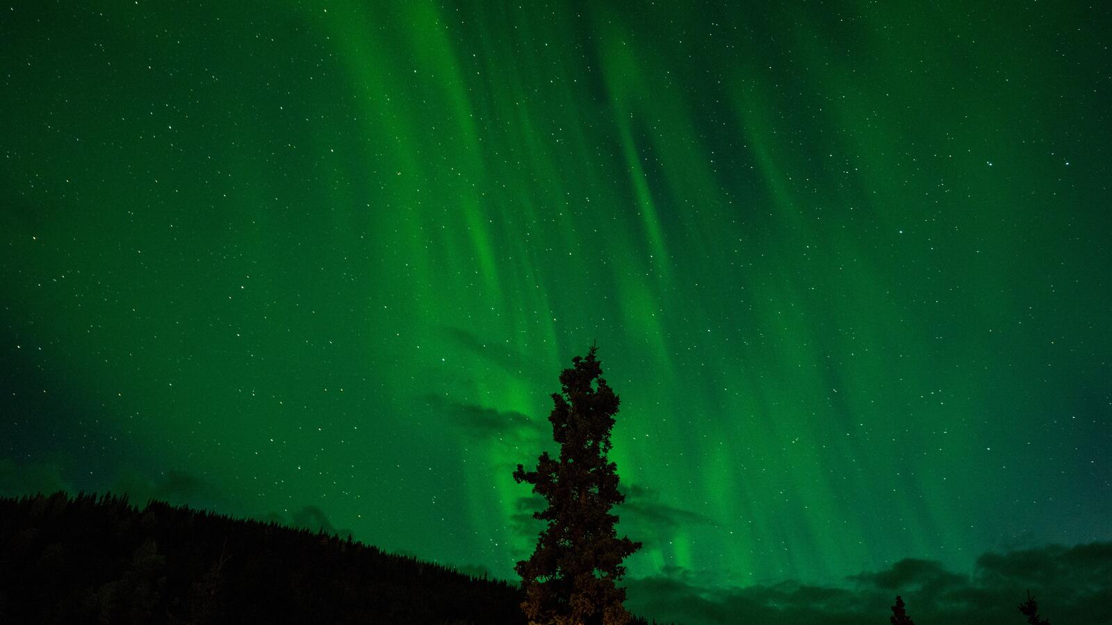 免费照片北极光背景下的一棵孤独的树
