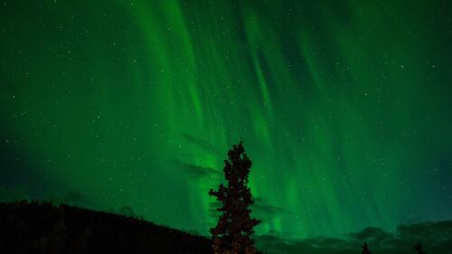 A lone tree against a backdrop of northern lights