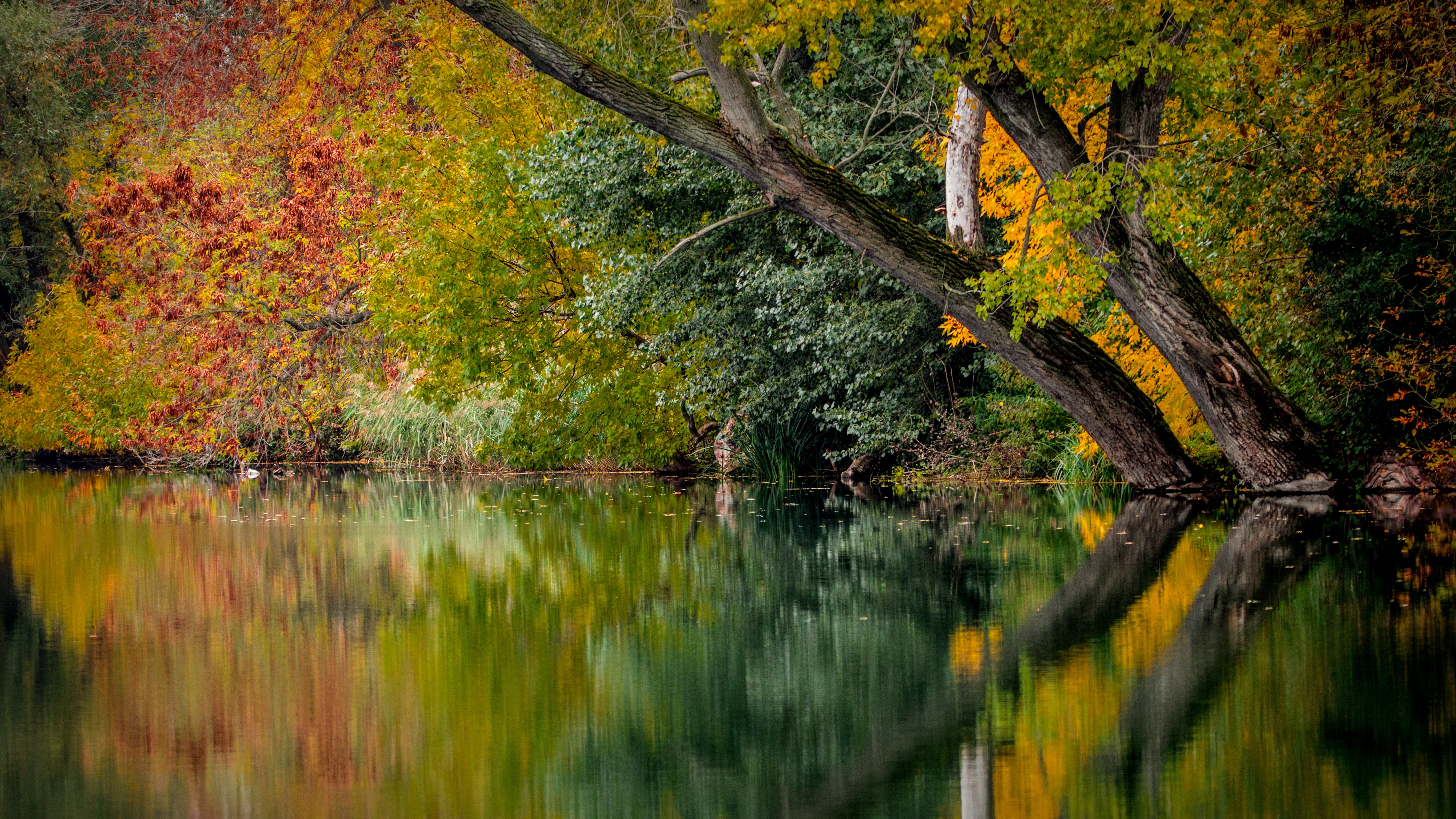 Бесплатное фото Водно-болотные угодья в осеннем лесу
