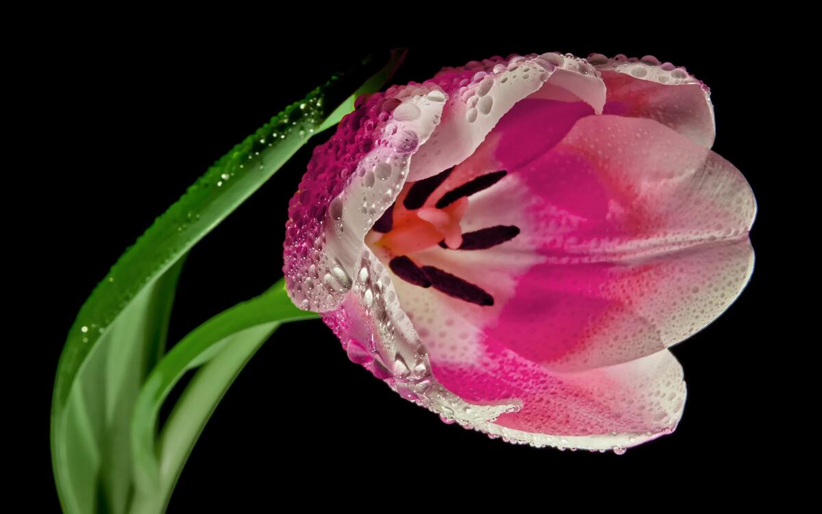 Розовый тюльпан с каплями воды крупным планом