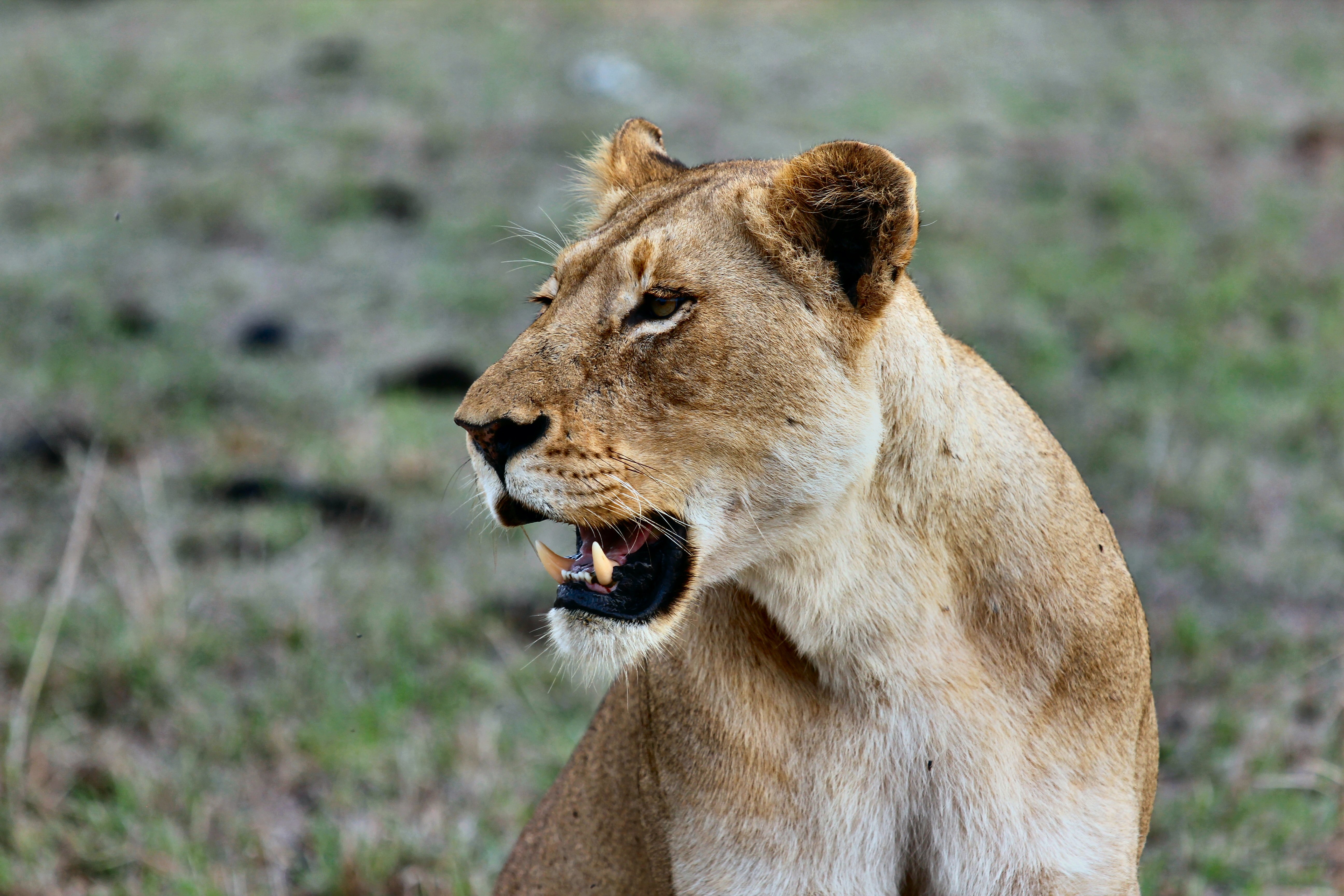 Free photo The lioness decided to catch her breath after chasing the antelope