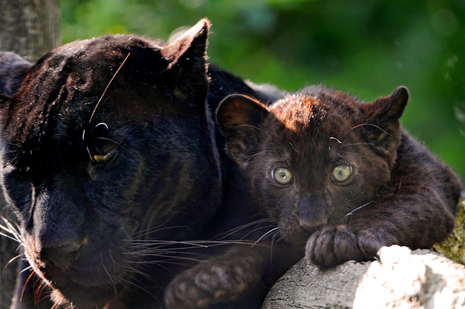 Обои ребенок чёрная пантера кошки на рабочий стол