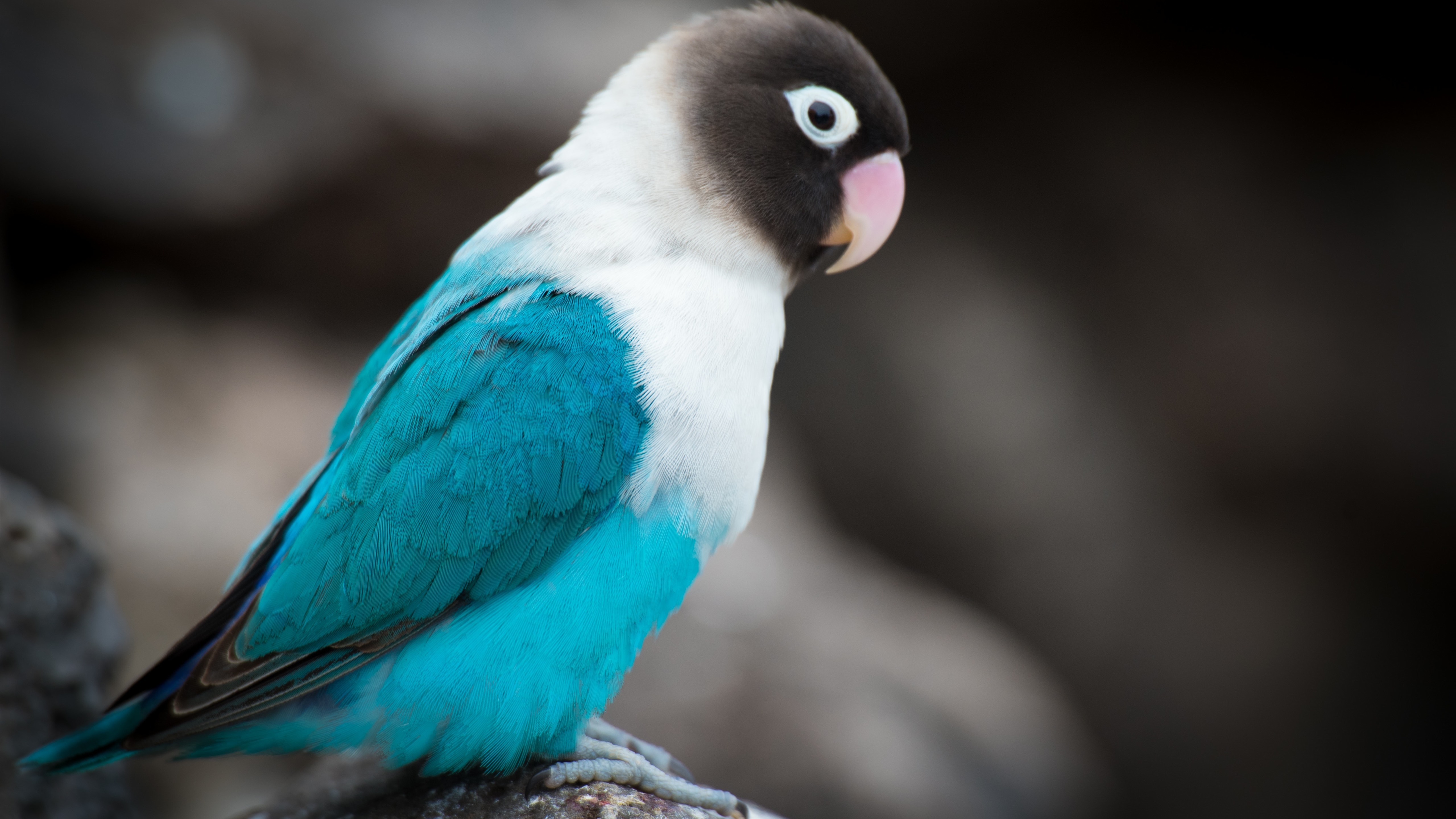Бесплатное фото Трехцветный волнистый попугайчик