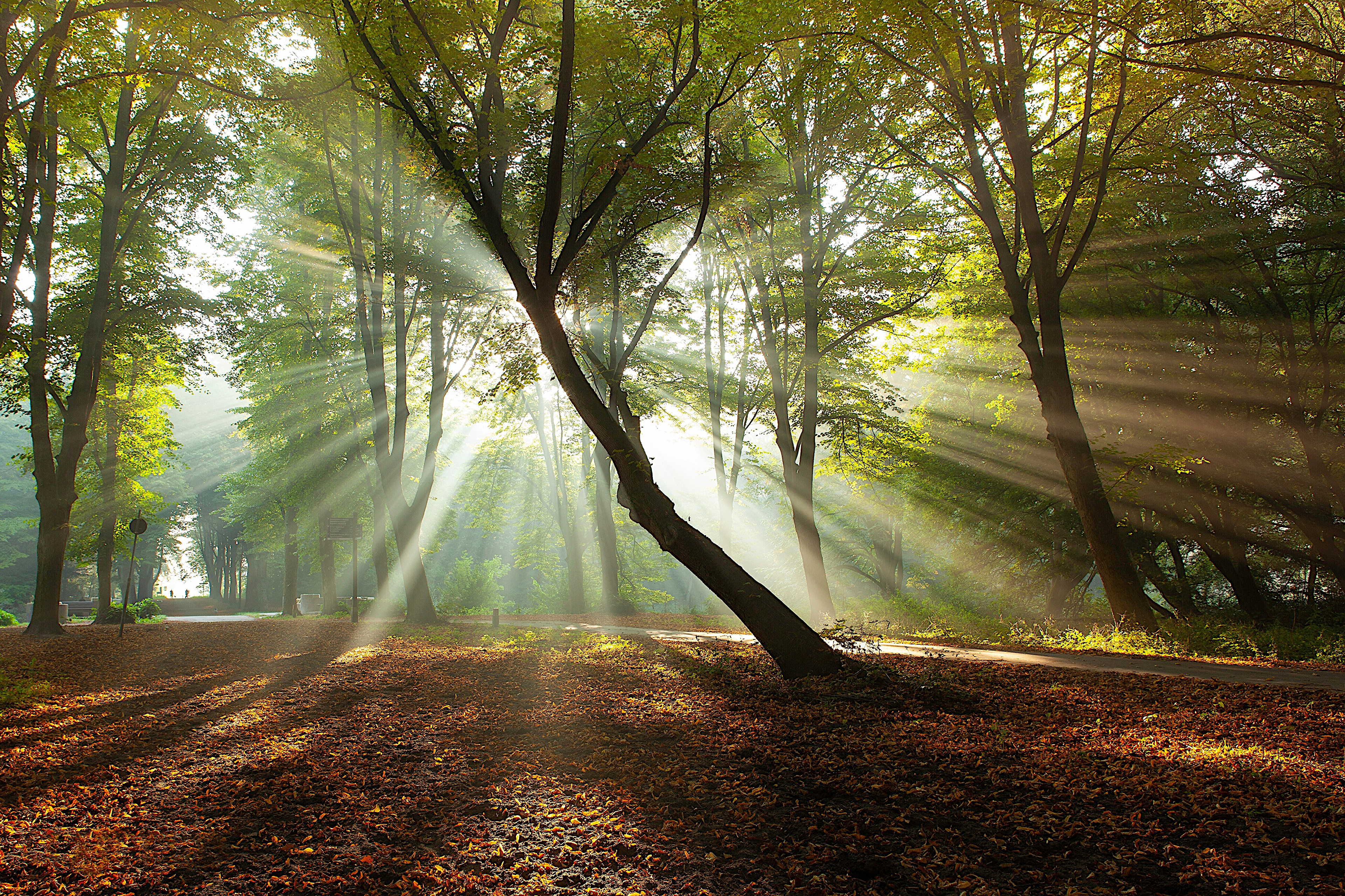 Утренний лес с опавшими листьями и солнечными лучами