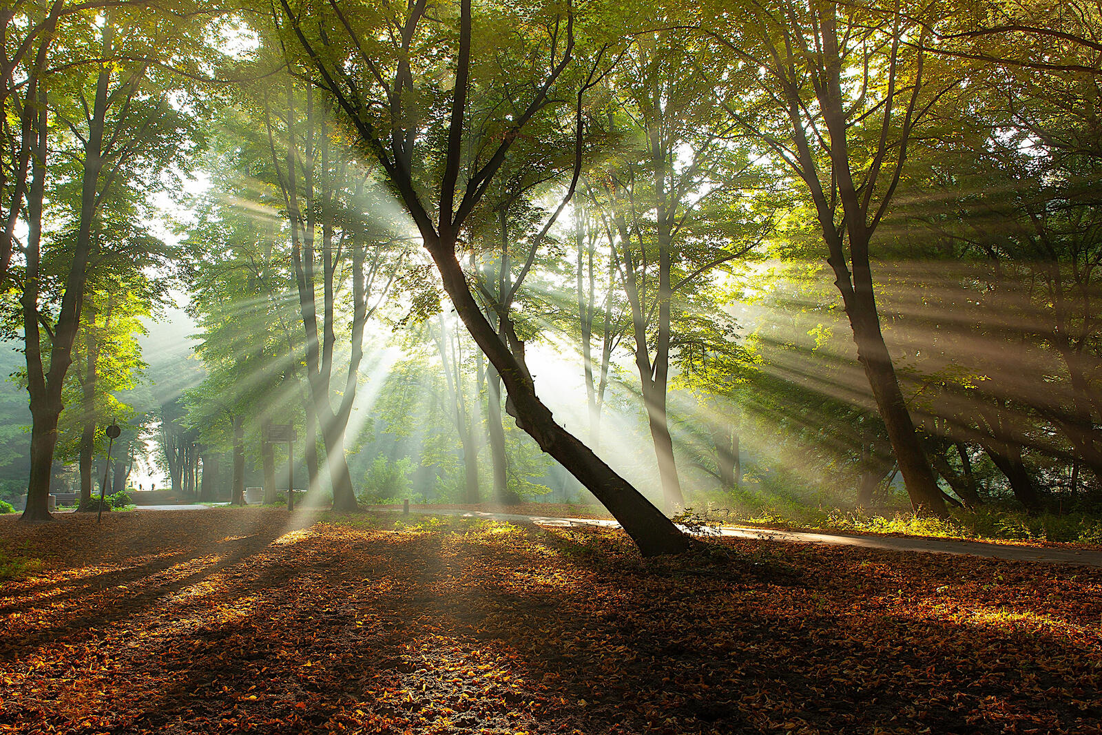 Бесплатное фото Утренний лес с опавшими листьями и солнечными лучами