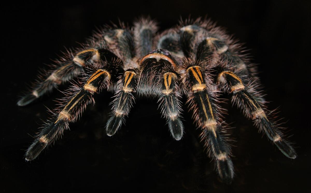 Страшный большой паук на черном фоне