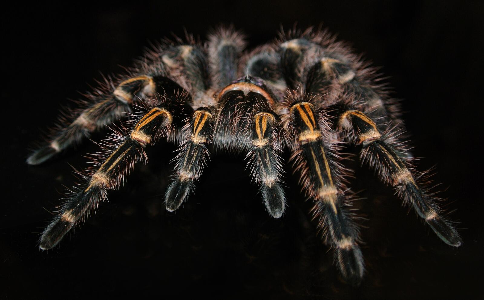 Бесплатное фото Страшный большой паук на черном фоне