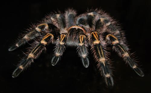 Страшный большой паук на черном фоне