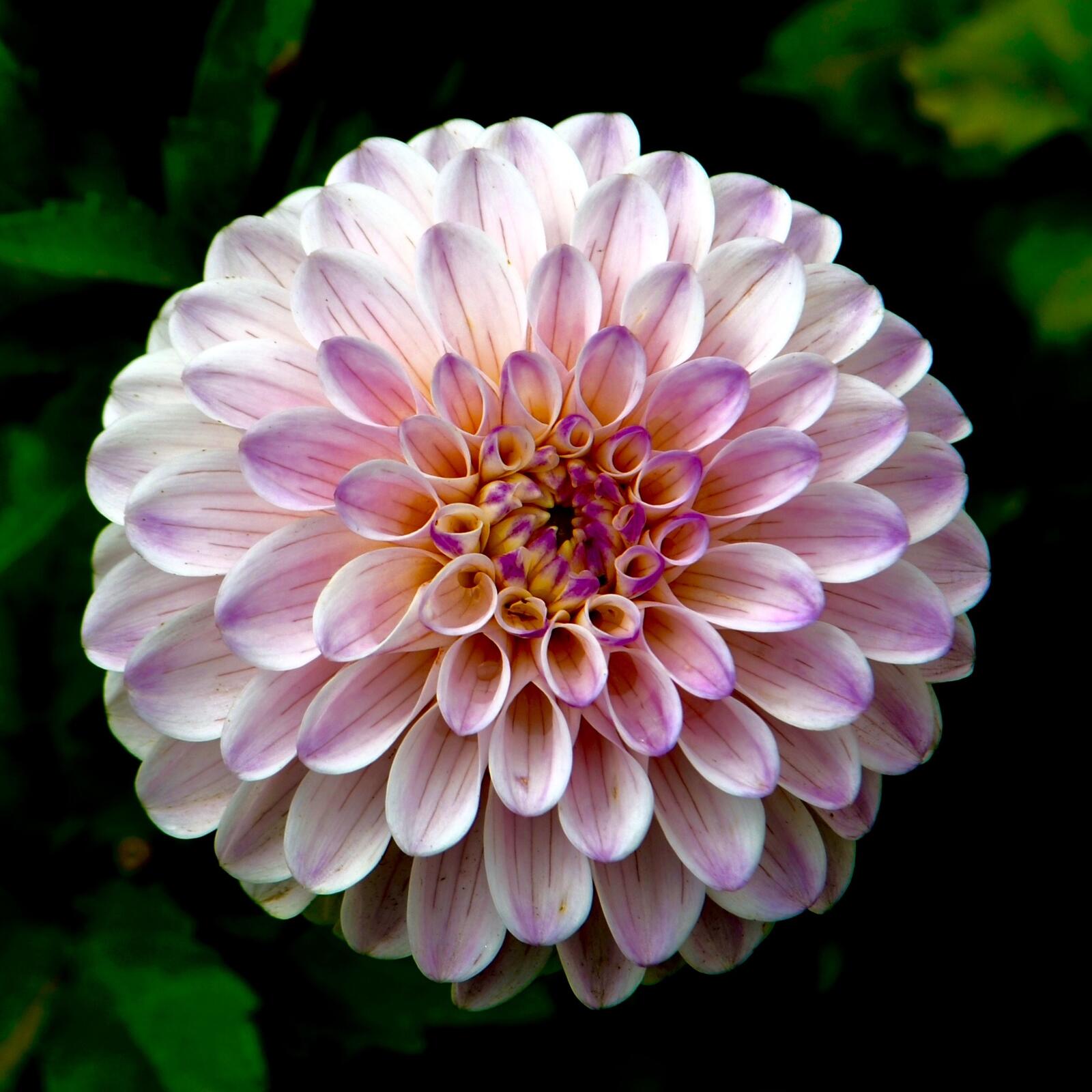 Бесплатное фото Бутон розового цветка георгины