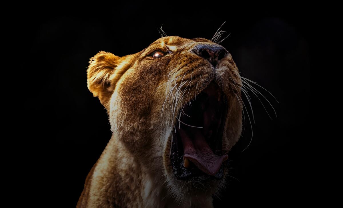 Львица зевает