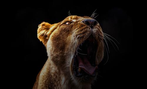 The lioness yawns