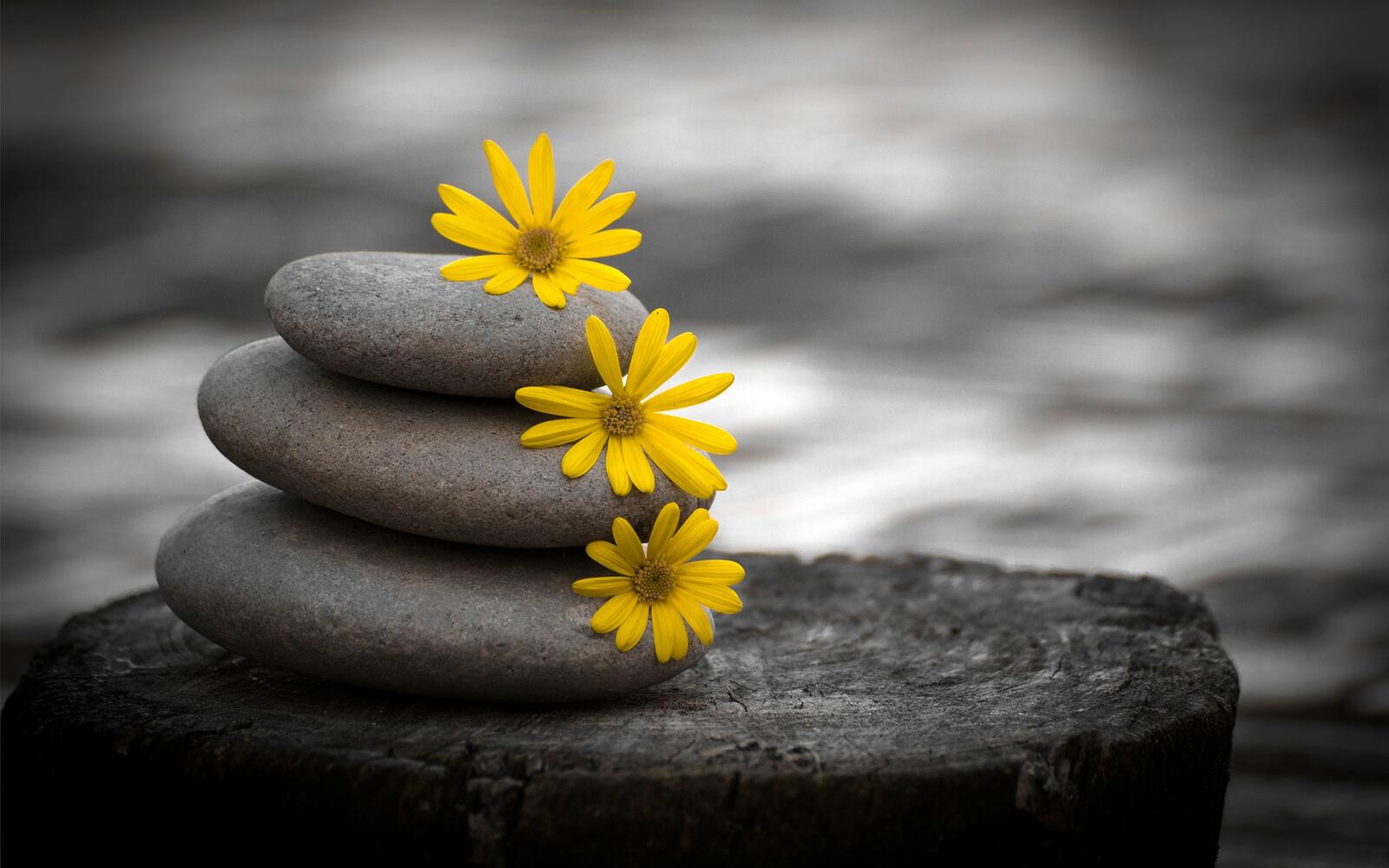 Free photo Sea stones stacked in a pyramid with yellow flowers