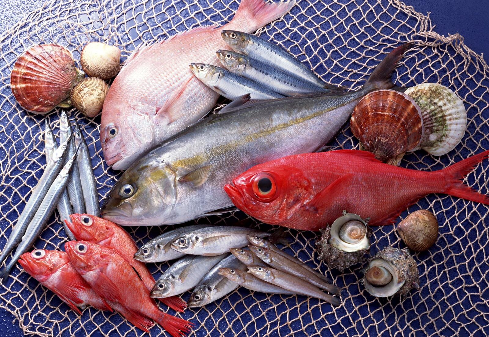 Обои рыба морепродукты различные на рабочий стол