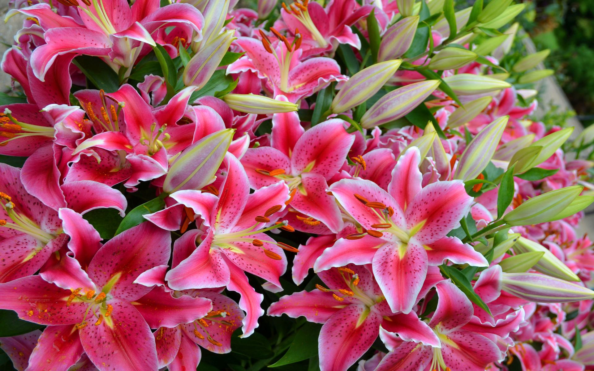 Lilies for all the beauties