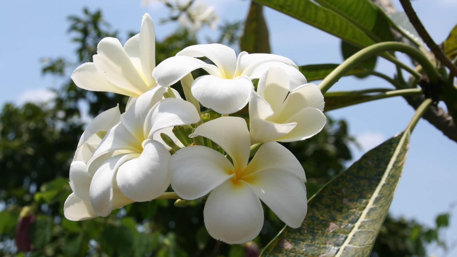 Free photo White delicate jasmine flowers.