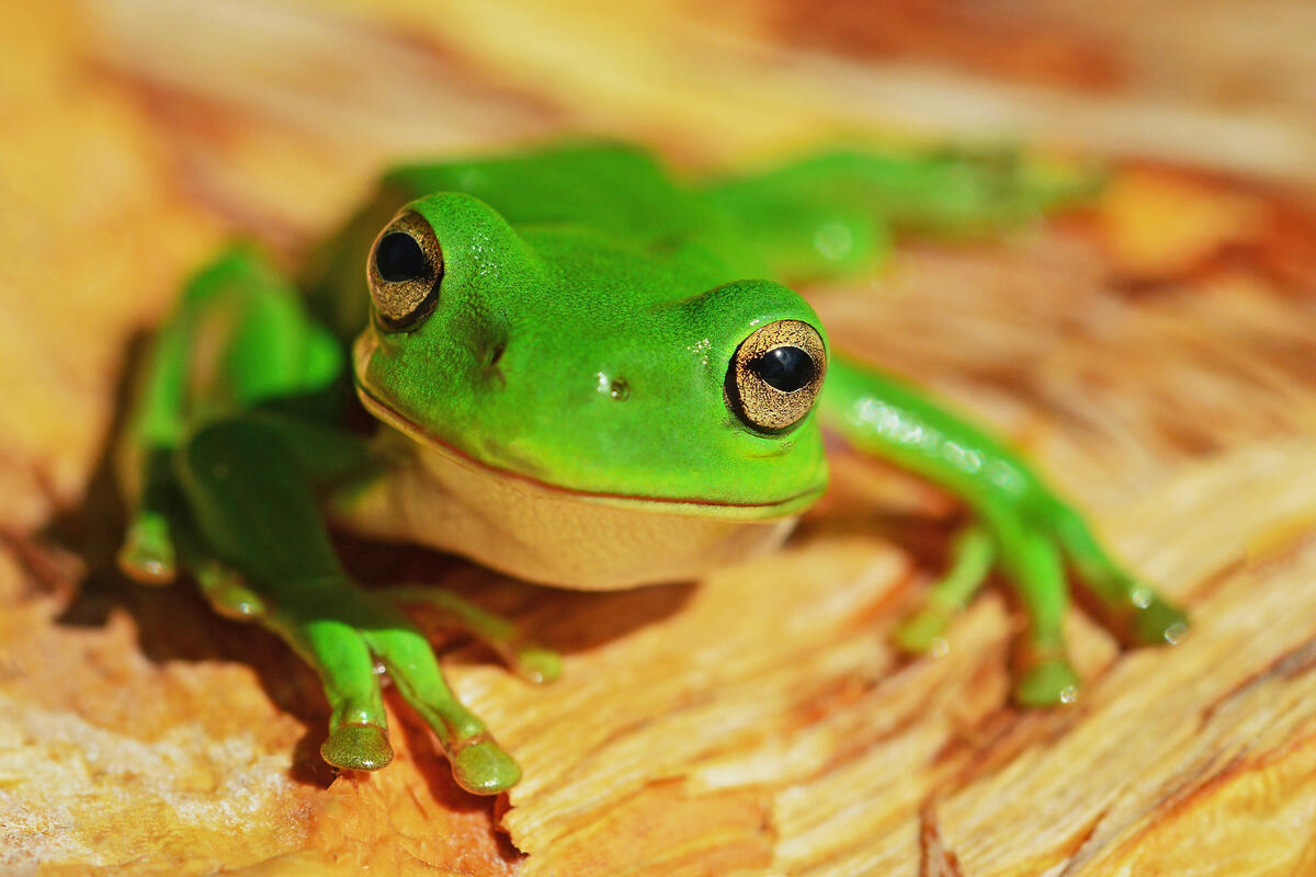 A little green frog close-up.