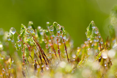Moss in water droplets