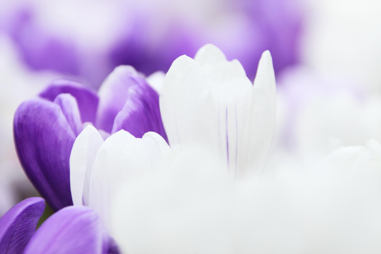 Free photo Flowers with large petals