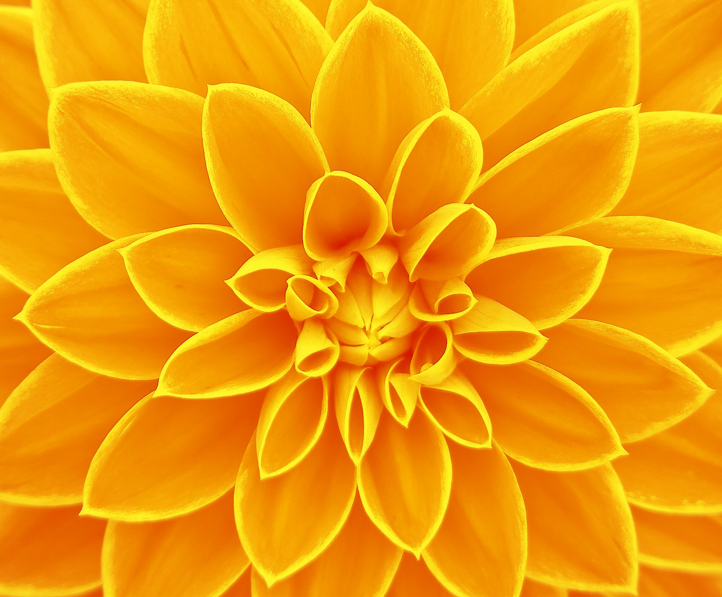 Yellow dahlia flower close-up