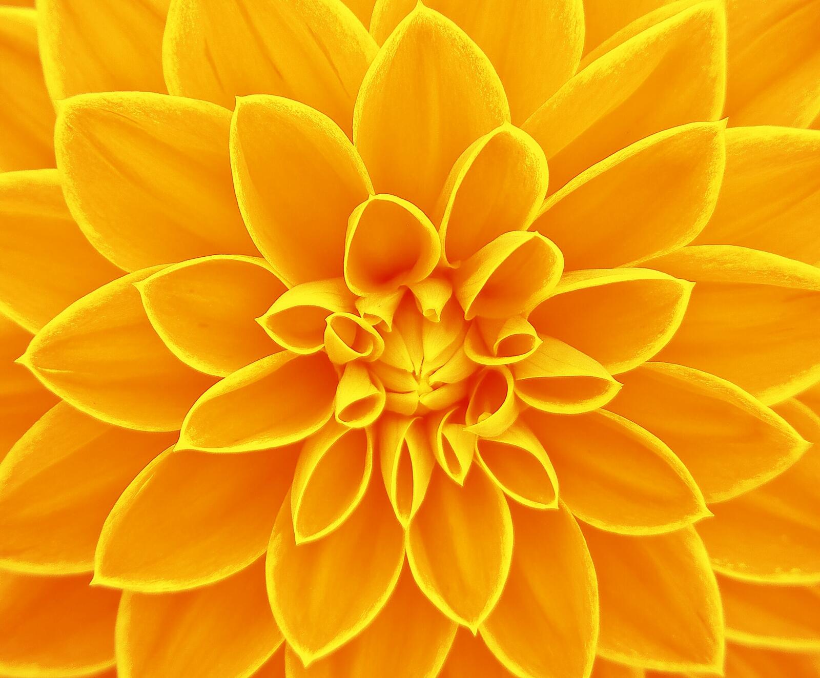 Бесплатное фото Желтый цветок георгина крупным планом