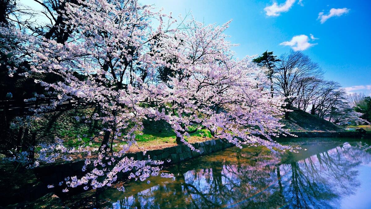 Sakura leaned by the river