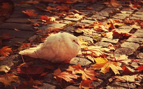 Белый голубь сидит на опавших листьях