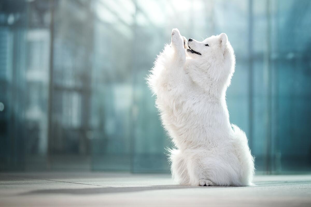 A white fluffy dog stands on its hind legs