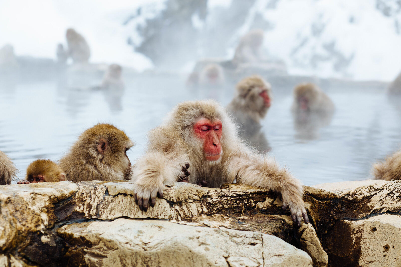 Free photo The monkeys are taking a bath