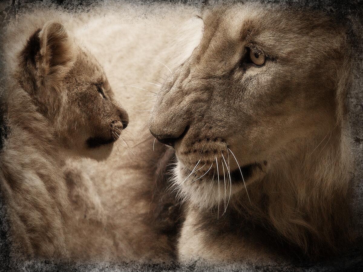 The lioness looks at the lion cub