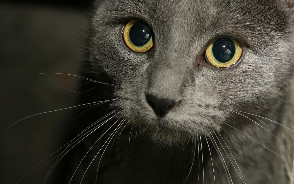 A gray cat with yellow eyes