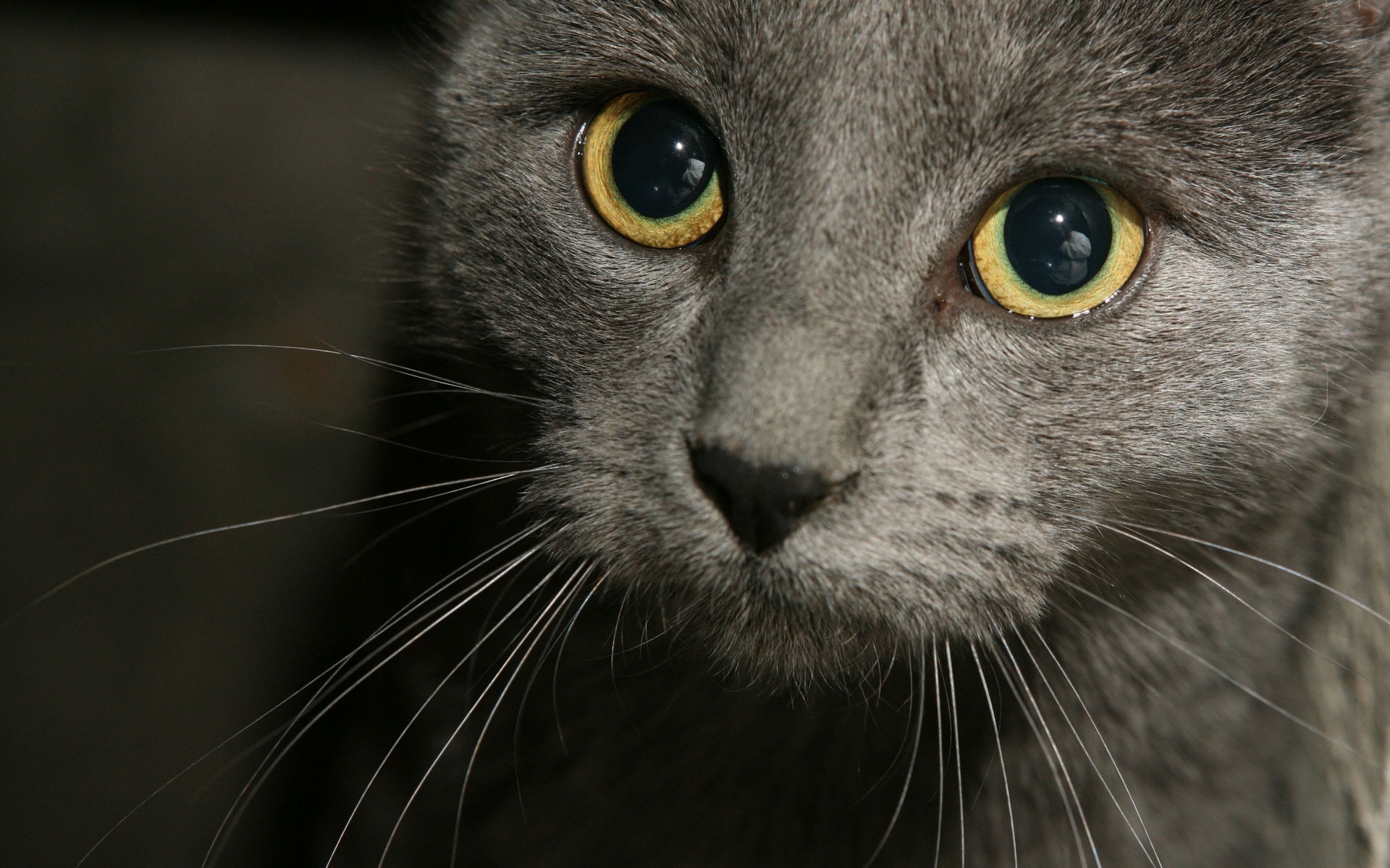 Free photo A gray cat with yellow eyes
