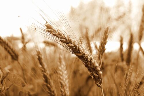 Колоски пшеницы качаются по ветру