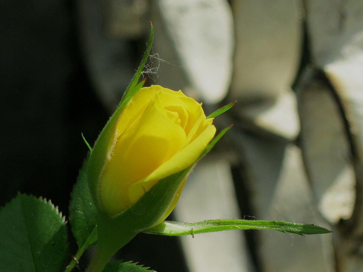 Желтая роза крупным планом